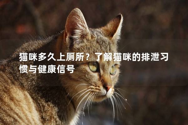 猫咪多久上厕所？了解猫咪的排泄习惯与健康信号