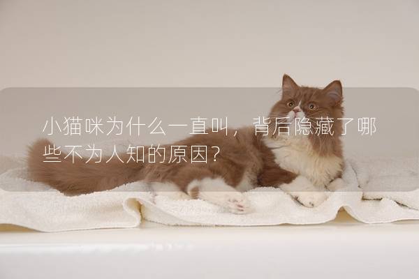 小猫咪为什么一直叫，背后隐藏了哪些不为人知的原因？