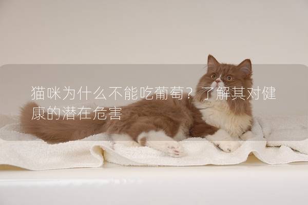 猫咪为什么不能吃葡萄？了解其对健康的潜在危害