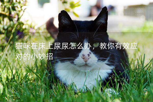 猫咪在床上尿尿怎么办，教你有效应对的小妙招