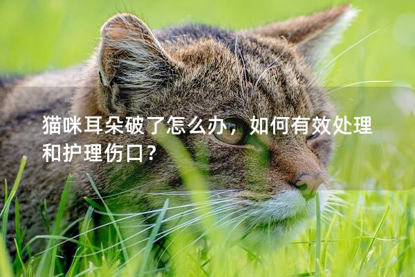 猫咪耳朵破了怎么办，如何有效处理和护理伤口？