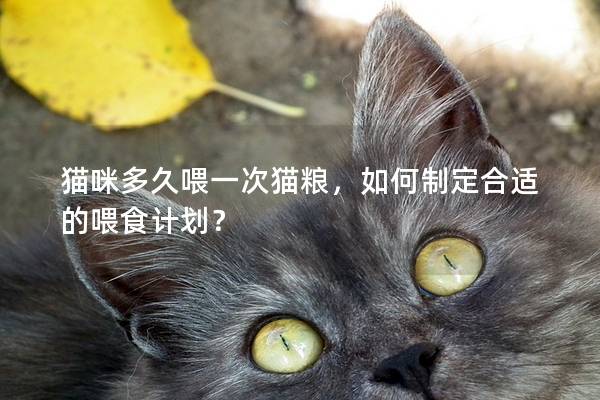 猫咪多久喂一次猫粮，如何制定合适的喂食计划？