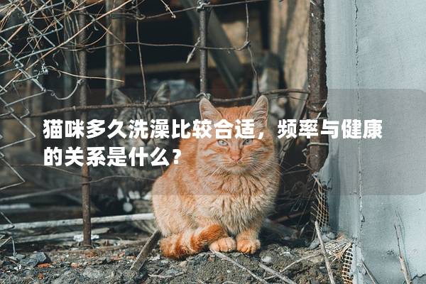 猫咪多久洗澡比较合适，频率与健康的关系是什么？