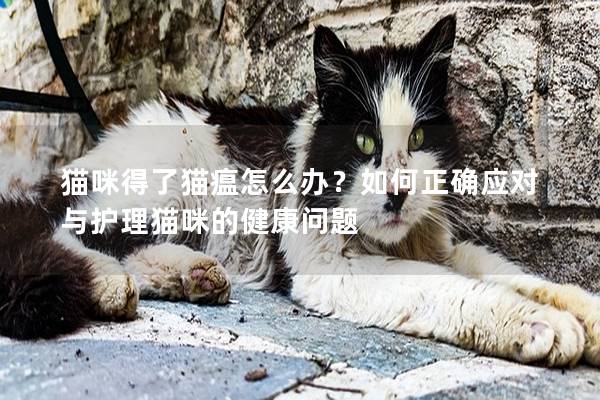 猫咪得了猫瘟怎么办？如何正确应对与护理猫咪的健康问题