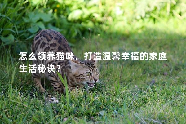 怎么领养猫咪，打造温馨幸福的家庭生活秘诀？