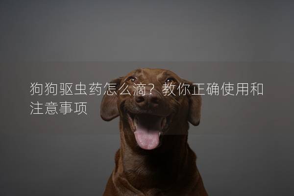 狗狗驱虫药怎么滴？教你正确使用和注意事项