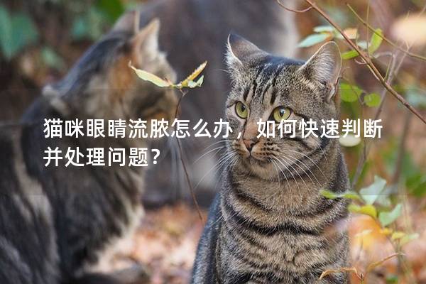 猫咪眼睛流脓怎么办，如何快速判断并处理问题？