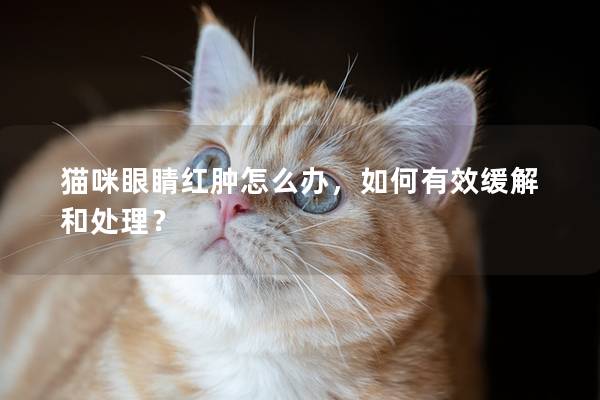 猫咪眼睛红肿怎么办，如何有效缓解和处理？