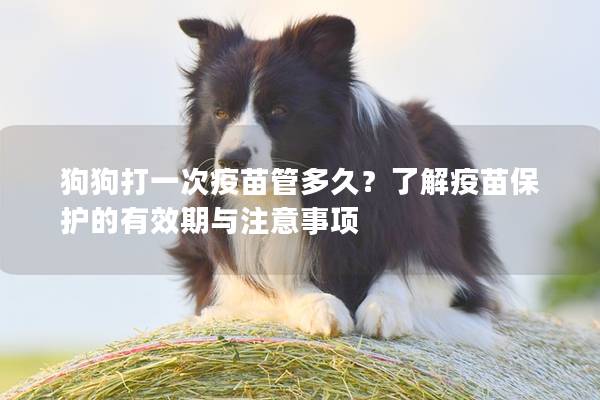 狗狗打一次疫苗管多久？了解疫苗保护的有效期与注意事项