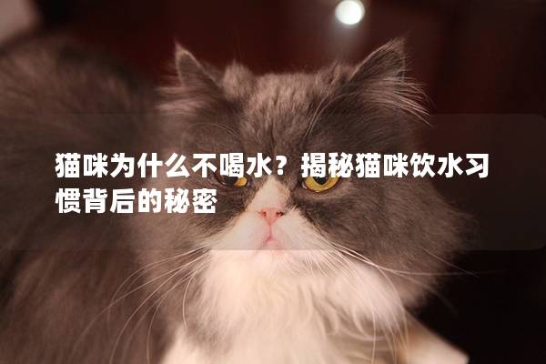 猫咪为什么不喝水？揭秘猫咪饮水习惯背后的秘密