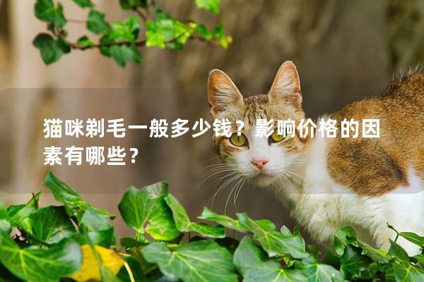 猫咪剃毛一般多少钱？影响价格的因素有哪些？