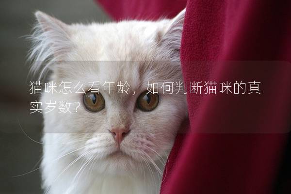 猫咪怎么看年龄，如何判断猫咪的真实岁数？