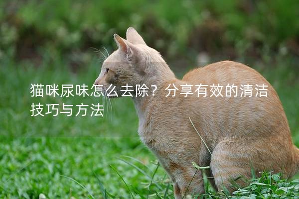 猫咪尿味怎么去除？分享有效的清洁技巧与方法