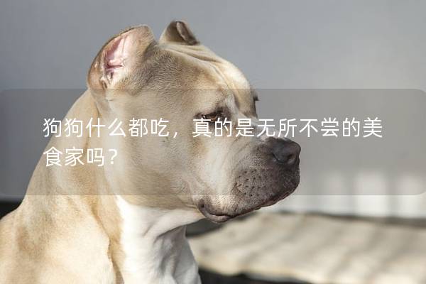 狗狗什么都吃，真的是无所不尝的美食家吗？