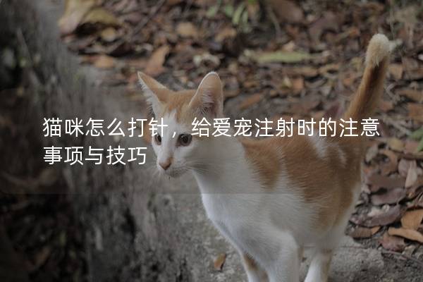 猫咪怎么打针，给爱宠注射时的注意事项与技巧