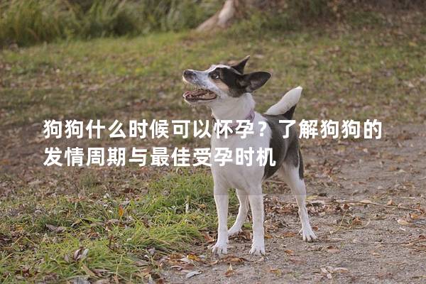 狗狗什么时候可以怀孕？了解狗狗的发情周期与最佳受孕时机