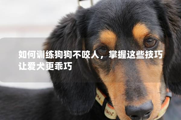 如何训练狗狗不咬人，掌握这些技巧让爱犬更乖巧