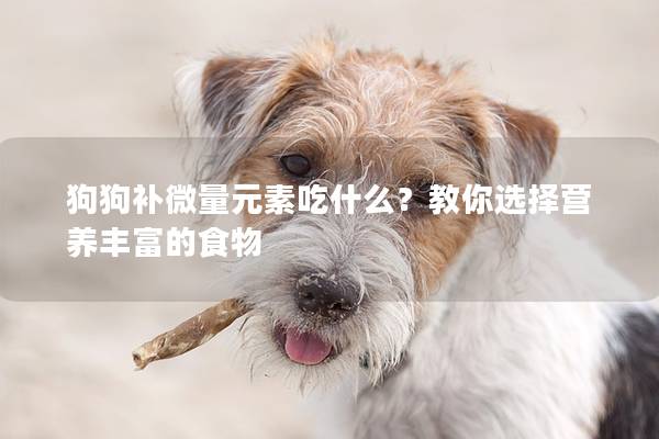 狗狗补微量元素吃什么？教你选择营养丰富的食物