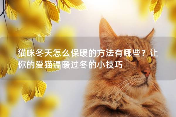 猫咪冬天怎么保暖的方法有哪些？让你的爱猫温暖过冬的小技巧