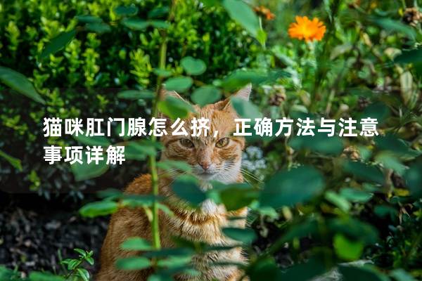 猫咪肛门腺怎么挤，正确方法与注意事项详解