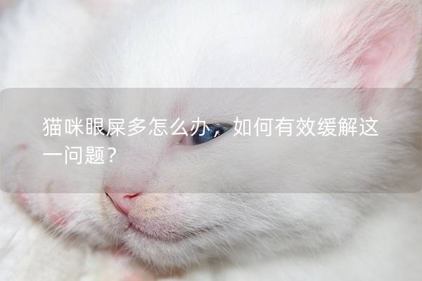 猫咪眼屎多怎么办，如何有效缓解这一问题？