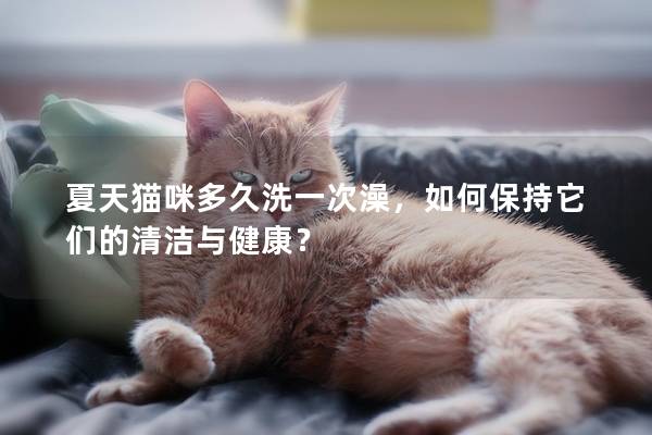 夏天猫咪多久洗一次澡，如何保持它们的清洁与健康？