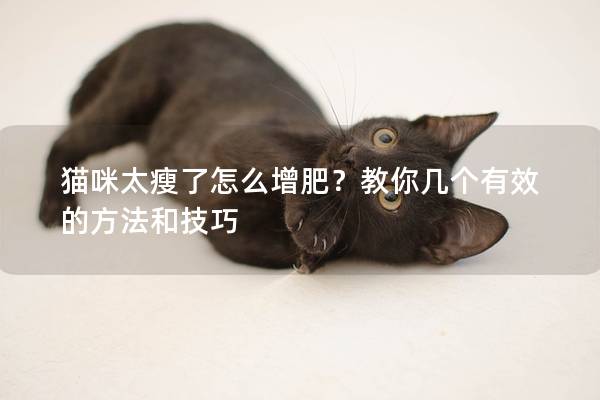 猫咪太瘦了怎么增肥？教你几个有效的方法和技巧