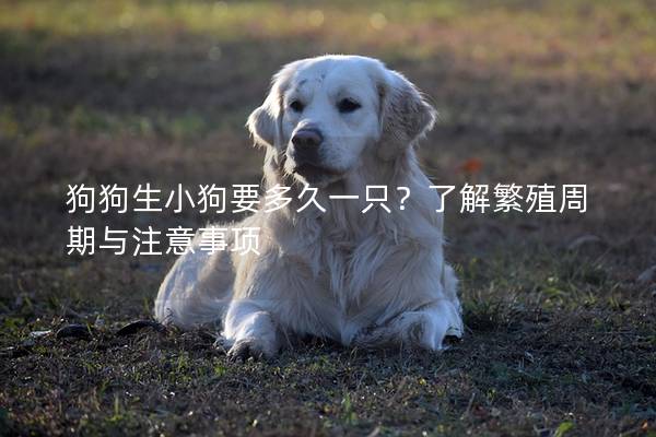 狗狗生小狗要多久一只？了解繁殖周期与注意事项