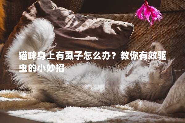 猫咪身上有虱子怎么办？教你有效驱虫的小妙招