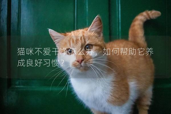 猫咪不爱干净怎么办，如何帮助它养成良好习惯？