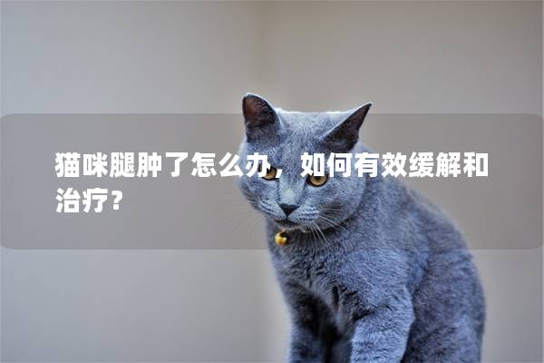 猫咪腿肿了怎么办，如何有效缓解和治疗？