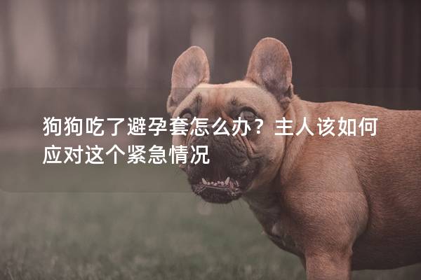 狗狗吃了避孕套怎么办？主人该如何应对这个紧急情况