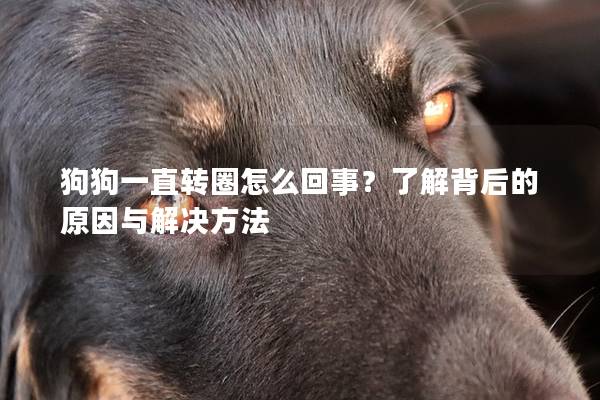 狗狗一直转圈怎么回事？了解背后的原因与解决方法