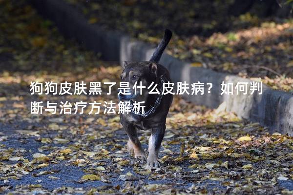 狗狗皮肤黑了是什么皮肤病？如何判断与治疗方法解析