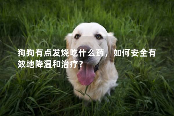 狗狗有点发烧吃什么药，如何安全有效地降温和治疗？