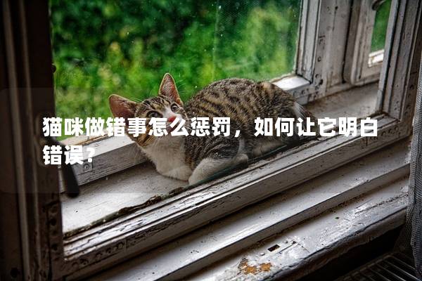 猫咪做错事怎么惩罚，如何让它明白错误？