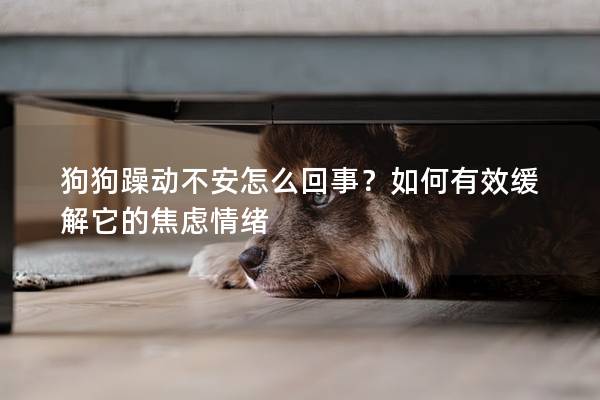 狗狗躁动不安怎么回事？如何有效缓解它的焦虑情绪