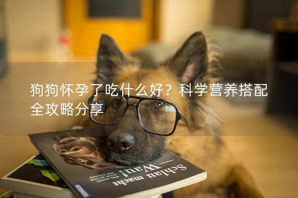 狗狗怀孕了吃什么好？科学营养搭配全攻略分享