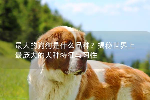 最大的狗狗是什么品种？揭秘世界上最庞大的犬种特征与习性