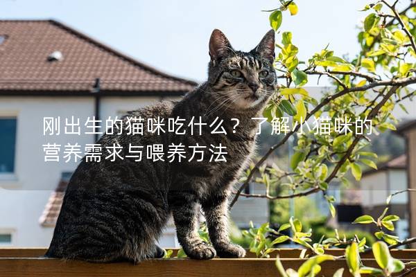 刚出生的猫咪吃什么？了解小猫咪的营养需求与喂养方法