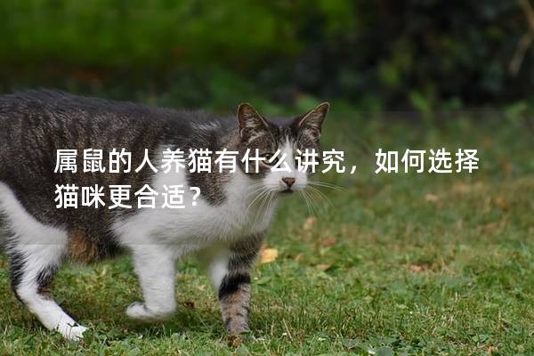 属鼠的人养猫有什么讲究，如何选择猫咪更合适？