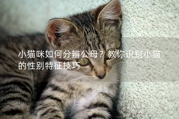 小猫咪如何分辨公母？教你识别小猫的性别特征技巧