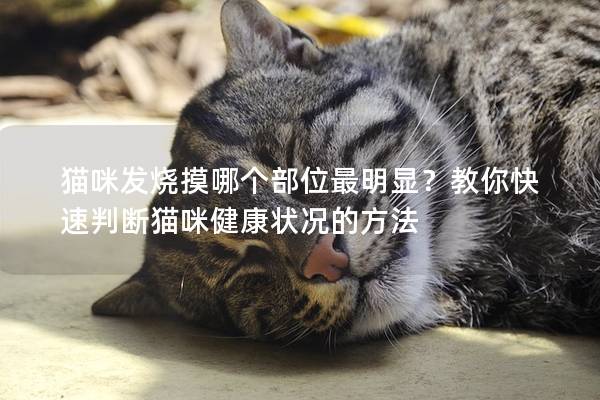 猫咪发烧摸哪个部位最明显？教你快速判断猫咪健康状况的方法