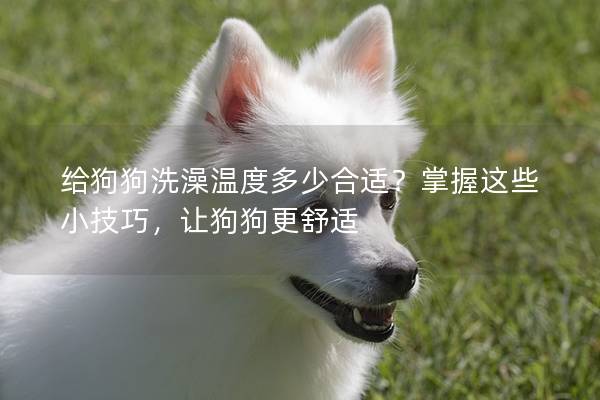 给狗狗洗澡温度多少合适？掌握这些小技巧，让狗狗更舒适