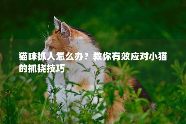 猫咪抓人怎么办？教你有效应对小猫的抓挠技巧