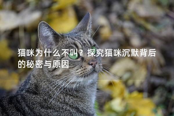 猫咪为什么不叫？探究猫咪沉默背后的秘密与原因