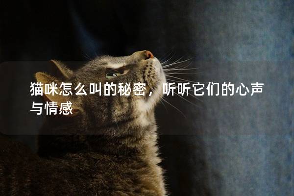 猫咪怎么叫的秘密，听听它们的心声与情感