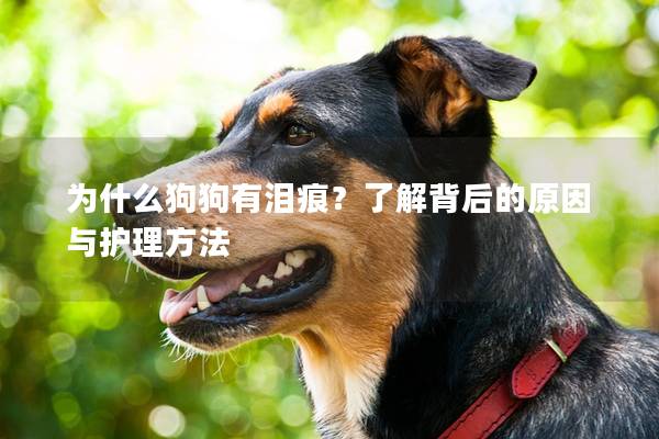 为什么狗狗有泪痕？了解背后的原因与护理方法