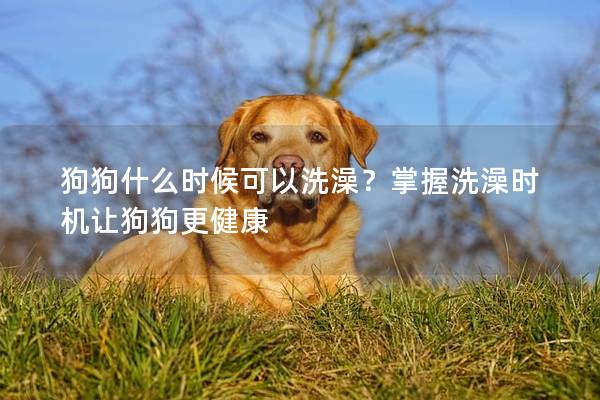 狗狗什么时候可以洗澡？掌握洗澡时机让狗狗更健康