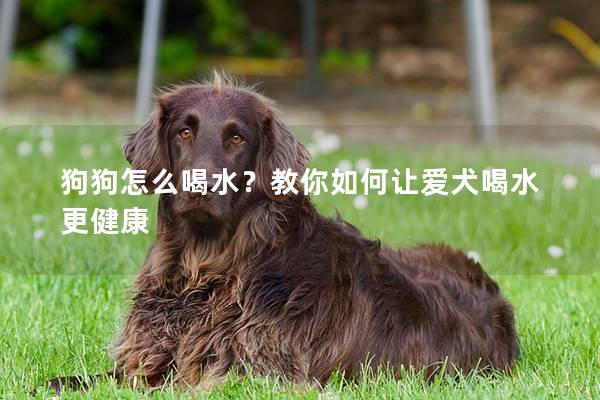 狗狗怎么喝水？教你如何让爱犬喝水更健康